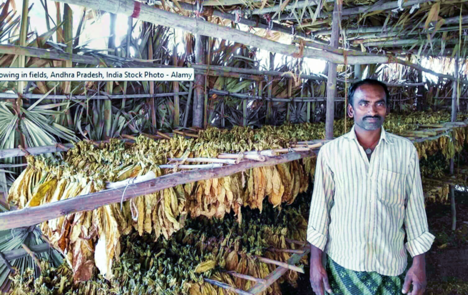 Завораживающий вид крупным планом на яркий табачный лист в сердце Индии.